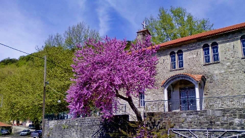 ΚΥΨΕΛΗ